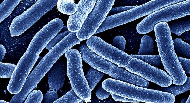 Eubakteriler ve Arkebakteriler Nasıl Farklılaşır?