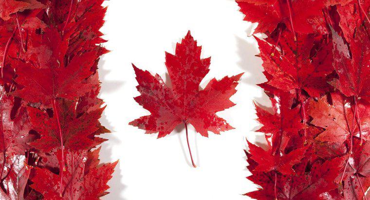 Maple Leaf Kanada için Neden Önemli?
