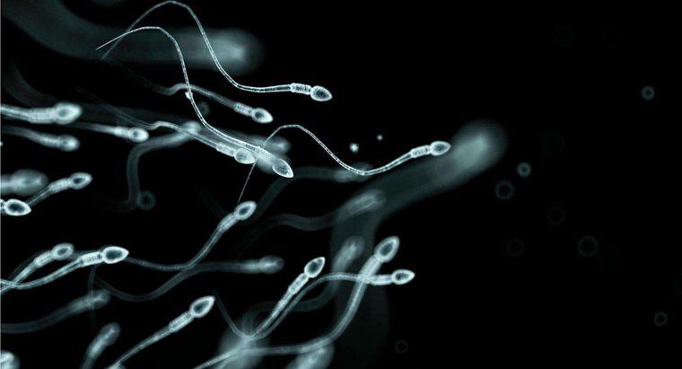 Erkekler Ne Sıklıkta Sperm Üretir?