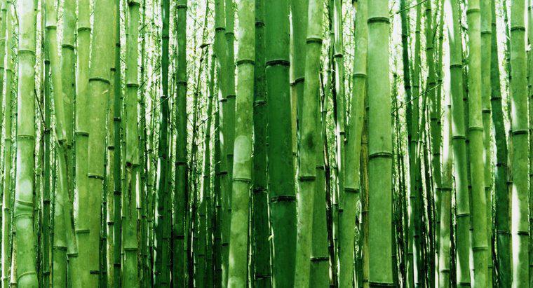 Bambu Kesimler Nasıl Alıyorsunuz?
