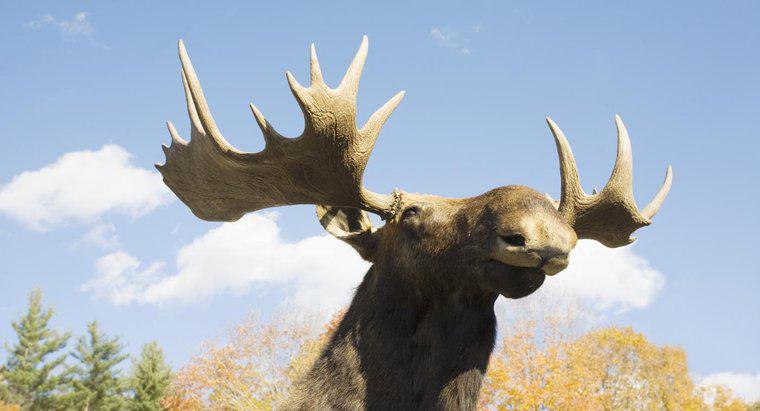Elk ve Moose Arasındaki Fark Nedir?