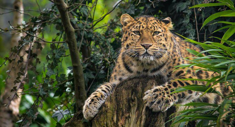 Amur leoparı hakkında bazı gerçekler nelerdir?