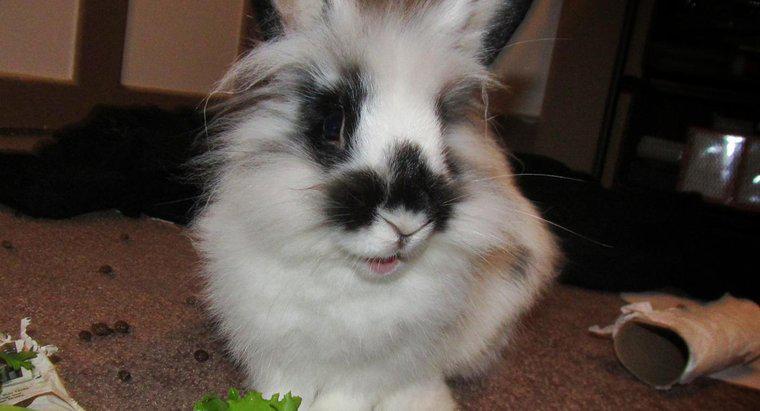 Bir dişi tavşan ne beslersiniz?