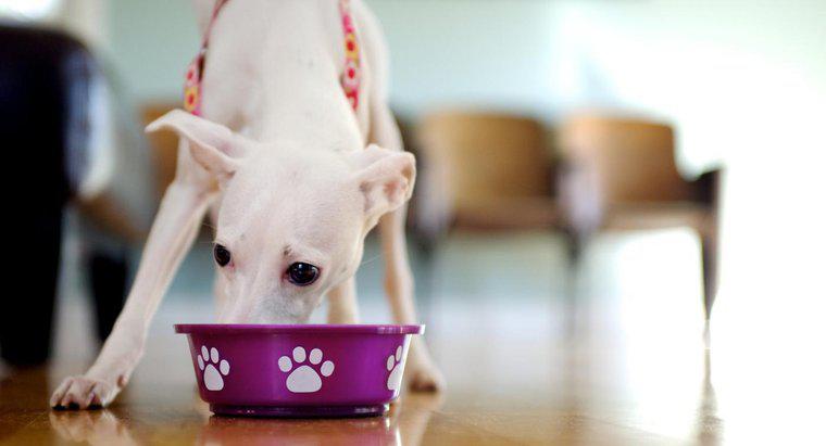 Köpeğin Beslenme Alışkanlıkları Nedir?