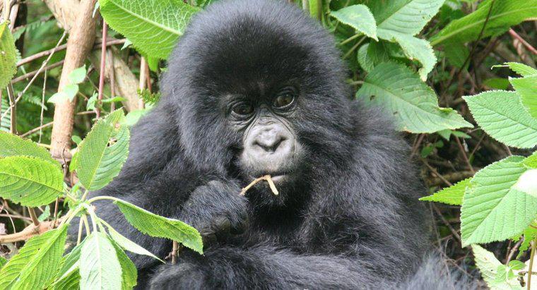 Goriller Çevrelerine Nasıl Uyum Sağlar?