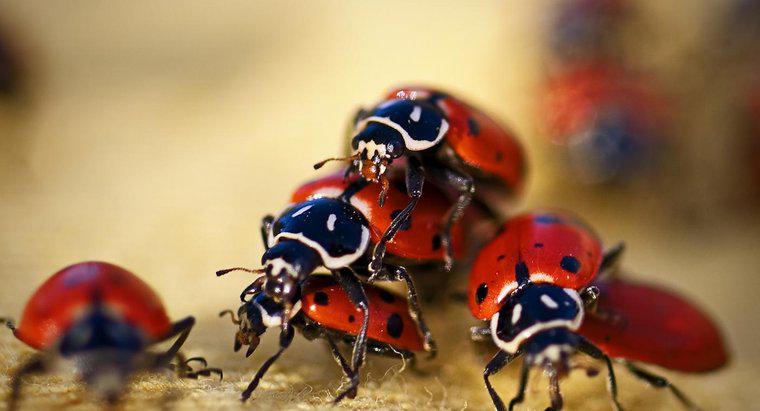 Ladybugs nerede yaşıyor?