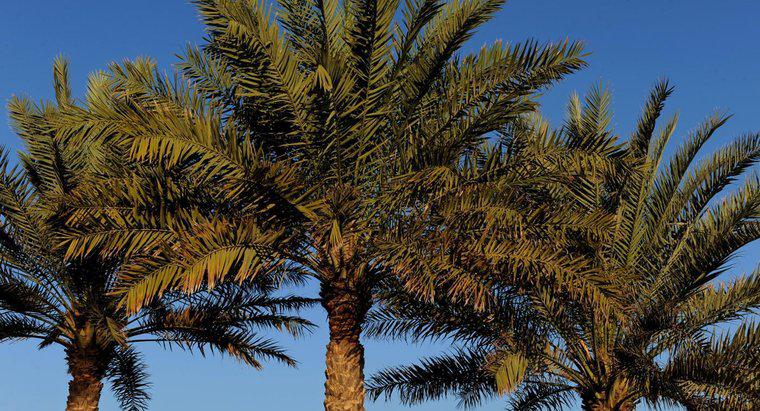 Palmiye Ağaçlarından Nasıl Kurtulursunuz?