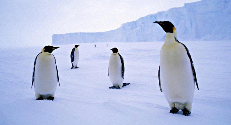 Penguenler neden Antartika'da yaşıyor?