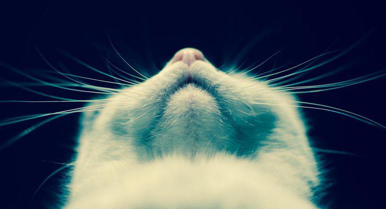 Cats 'Whiskers neden ayrılıyor?