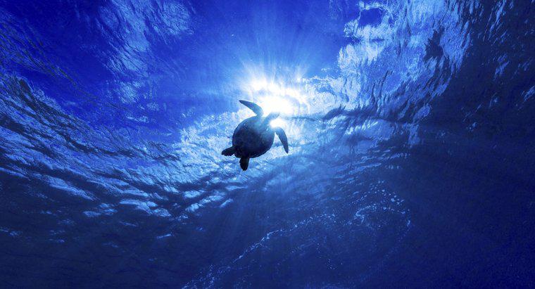 Dünyanın En Derin Okyanusu Nedir?
