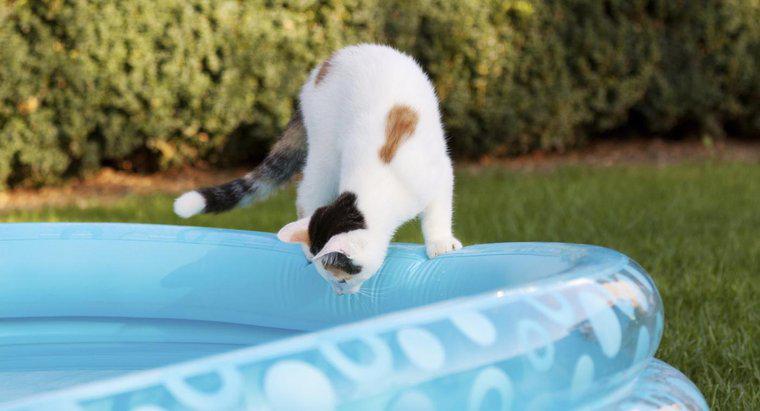 Ev Kedileri Yüzebilir mi?