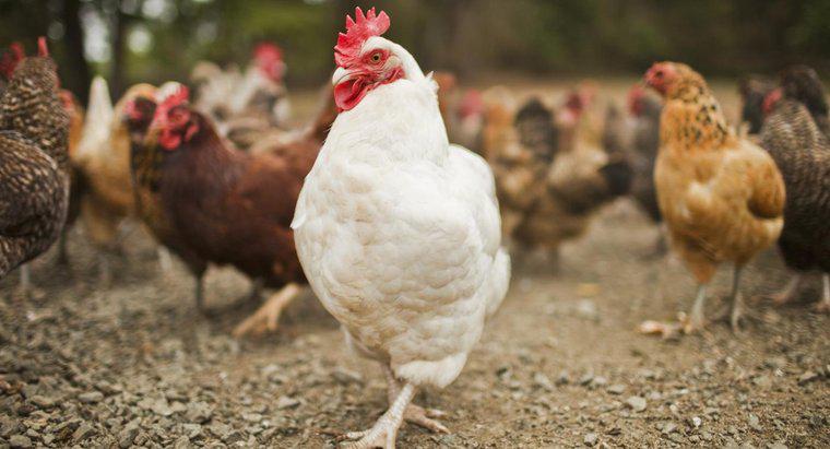 Tavuklar ve Horozlar Nasıl Birleşir?