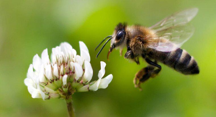 Bal Arılarının Ölmesi Neden Önemli?