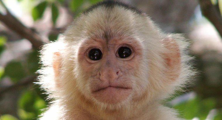 Bir maymunun bilimsel adı nedir?