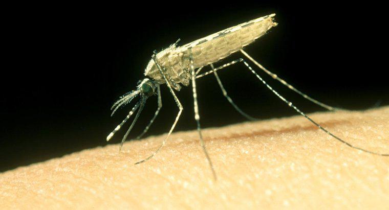 Bir Sivrisinek Isırığını Nasıl Tedavi Edebilirsiniz?