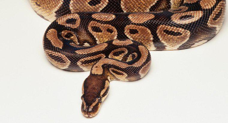 Bir Python Ağırlığı Ne Kadardır?