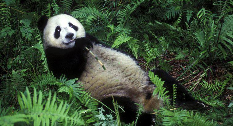 Pandalar Neden Bambu Yiyorlar?