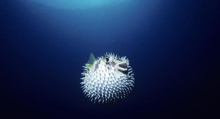 Blowfish ne yiyor?