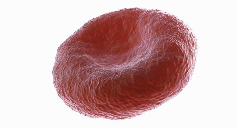 Neden Kırmızı Kan Hücreleri Biconcave?