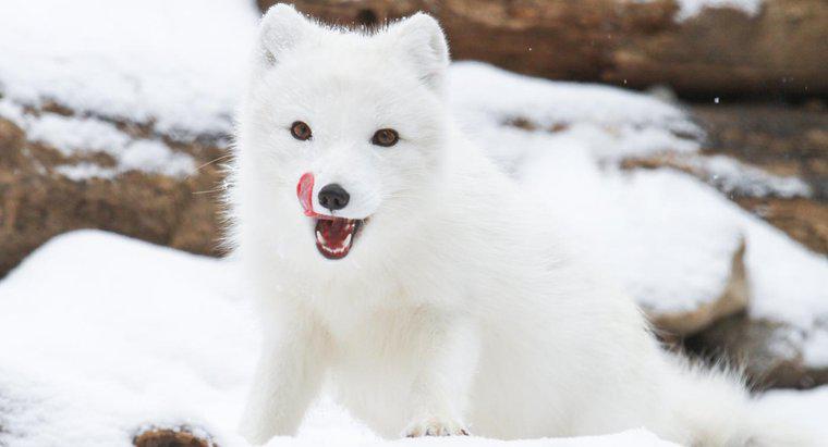 Arctic Foxes nerede yaşıyor?