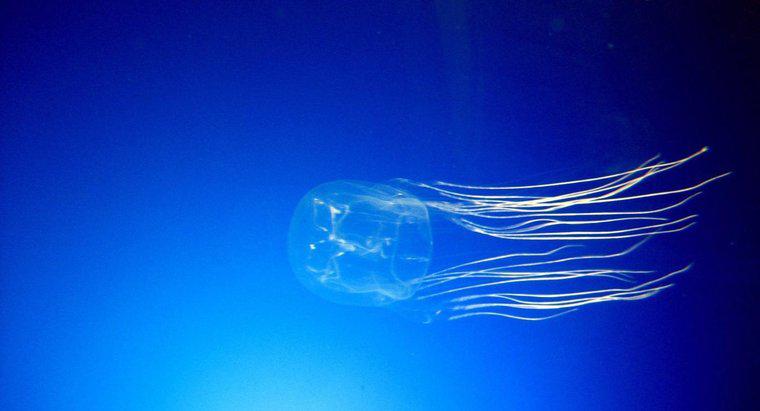 Box Jellyfish nerede yaşıyor?