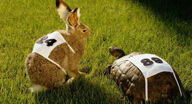 Tavşan ve Kaplumbağa Irkına İlişkin Hikayenin Ahlaki Dersi Nedir?