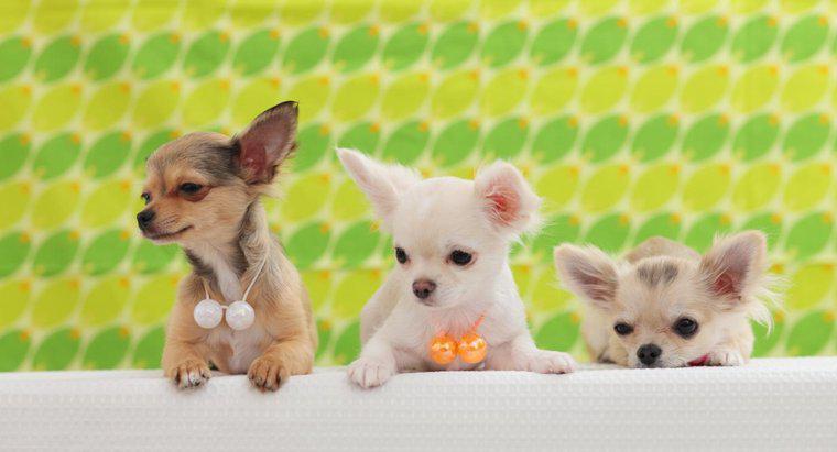 Chihuahua Yavruları Gözlerini Ne Zaman Açar?