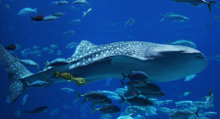 Balina Köpekbalıkları Ne Yiyor?