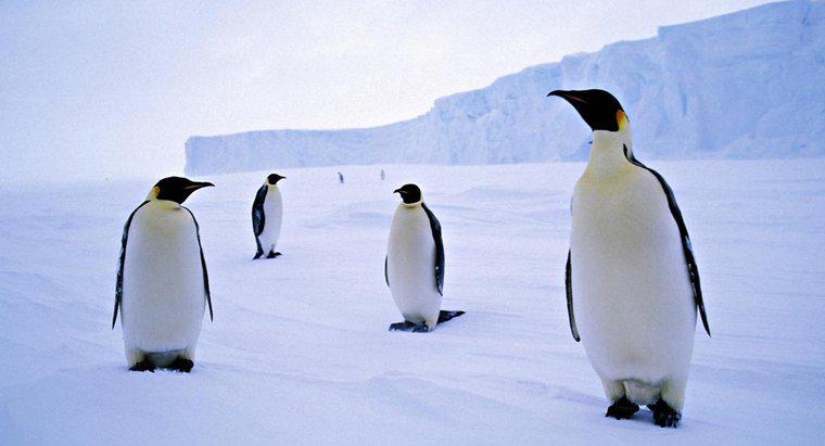 Bir grup penguen ne denir?
