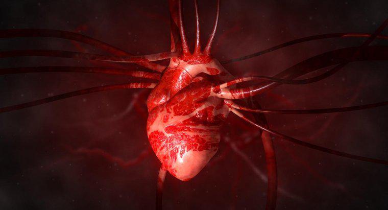 Kalpten Büyütülmüş Arter Nedir?