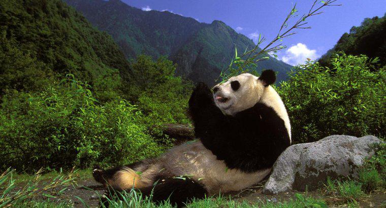 Pandalar Hakkında Eğlenceli Gerçekler Nelerdir?