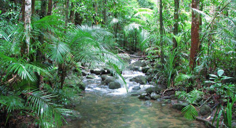 Tropikal yağmur ormanları yer şekilleri nelerdir?
