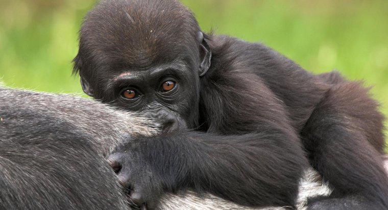 Bebek goril denilen nedir?