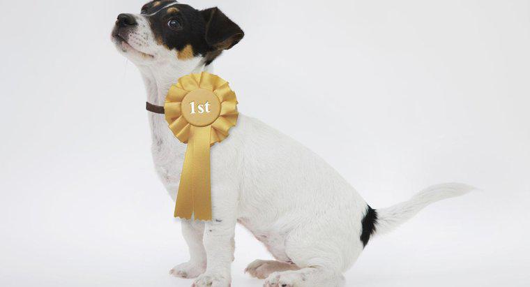 Şampiyon-Sired Puppy Nedir?