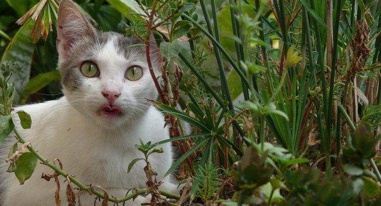 Kedileri bahçeden nasıl uzak tutabilirsin?