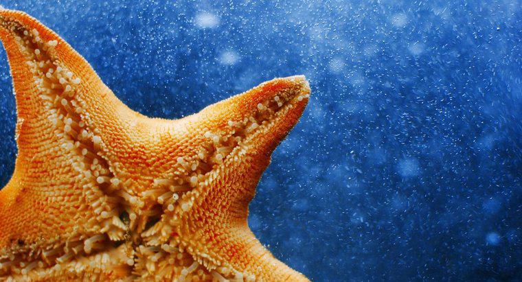 Denizyıldızının Bilimsel Adı Nedir?