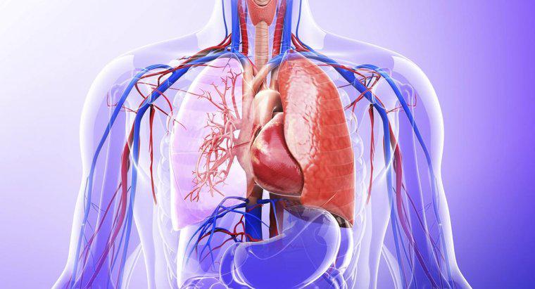 Boşaltım Sisteminde Akciğerlerin Rolü Nedir?