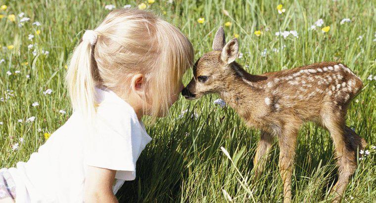 Bir Pet Deer Sahibi Olmak Yasal mı?