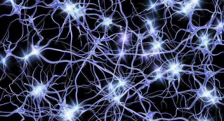 Nöron ve Kas Arasındaki Boşluk Nedir?