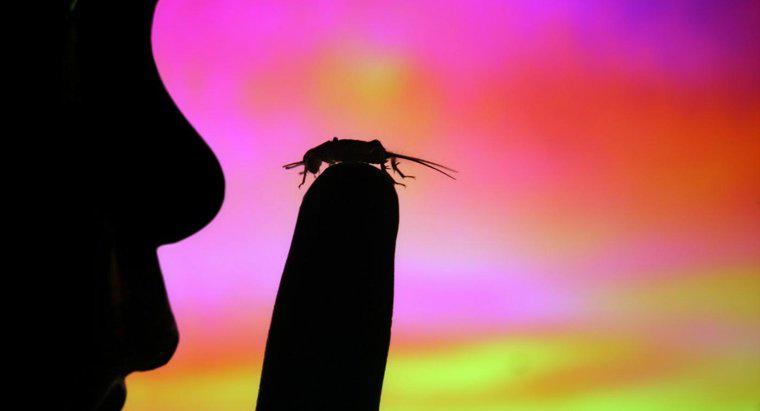Neden cırcır böceği öldürmek kötü şanstır?