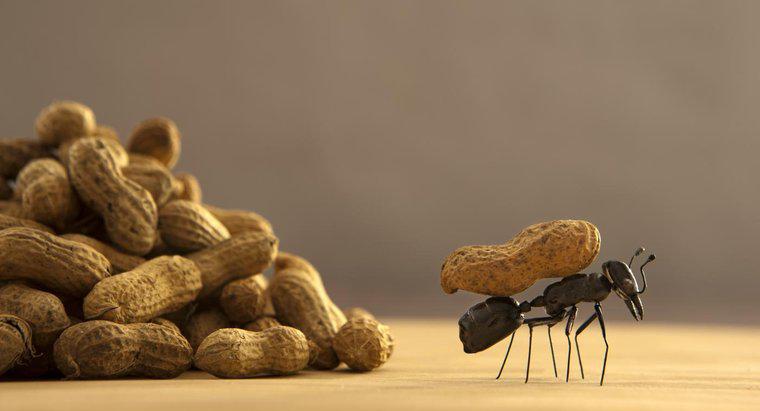 Ne karıncalar çekiyor?