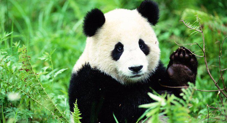 Vahşi Yaşamdaki Panda Habitatları