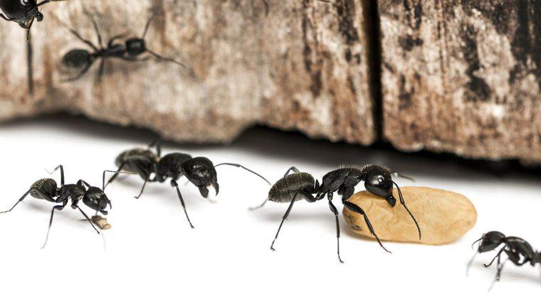 Marangoz Karıncaları Öldürmenin Bazı Ortak Yolları Nelerdir?