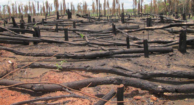 Amazon Yağmur Ormanı Neden Tehlikede?