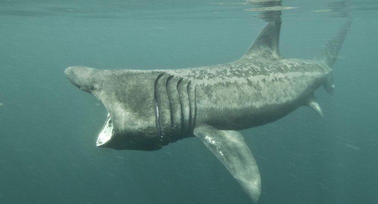 Bir Basking Shark Ağzını Ne Kadar Büyük?
