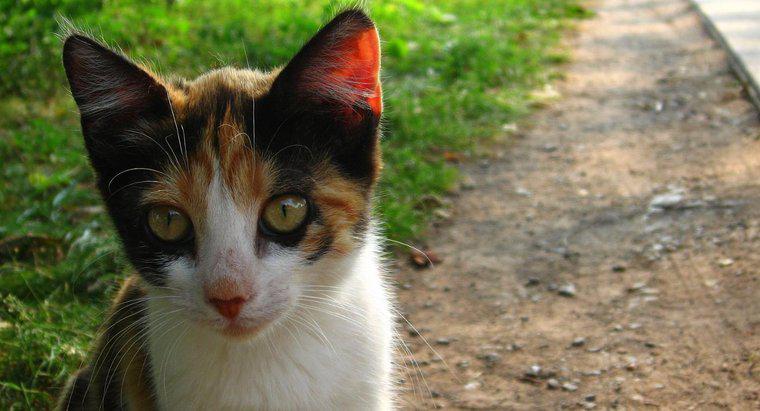 Calico Kedileri İçin Bazı Güzel İsimler Nelerdir?