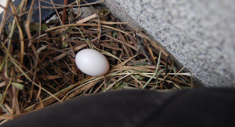 Güvercin Yumurtası Kaç Gün Sürtüyor?