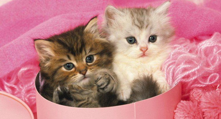 Bir çay fincanı Farsça kedi yavrusu nedir?
