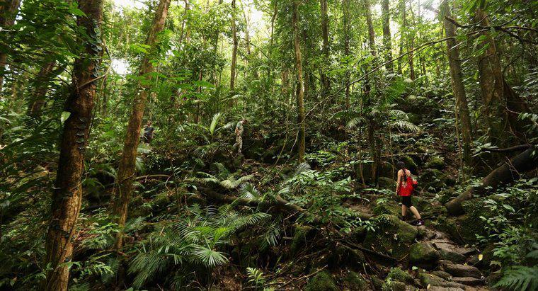 Tropikal Yağmur Ormanlarında Dekomposerler Nedir?