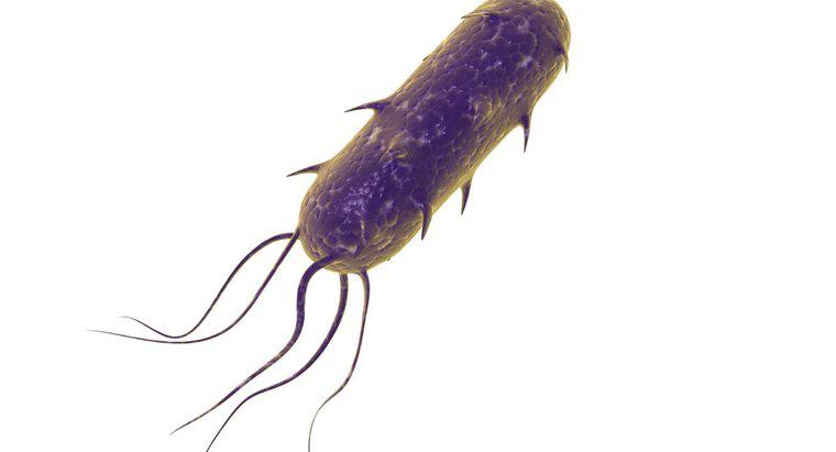 Flagella'nın İşlevi Nedir?